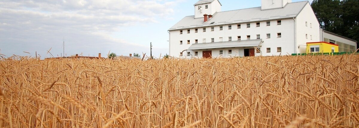 🌾 Špalda po žatve: Čas rozhoduje o kvalite 🌾 Špalda po žatve: Čas rozhoduje o kvalite