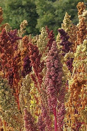 Quinoa trojfarebná bio