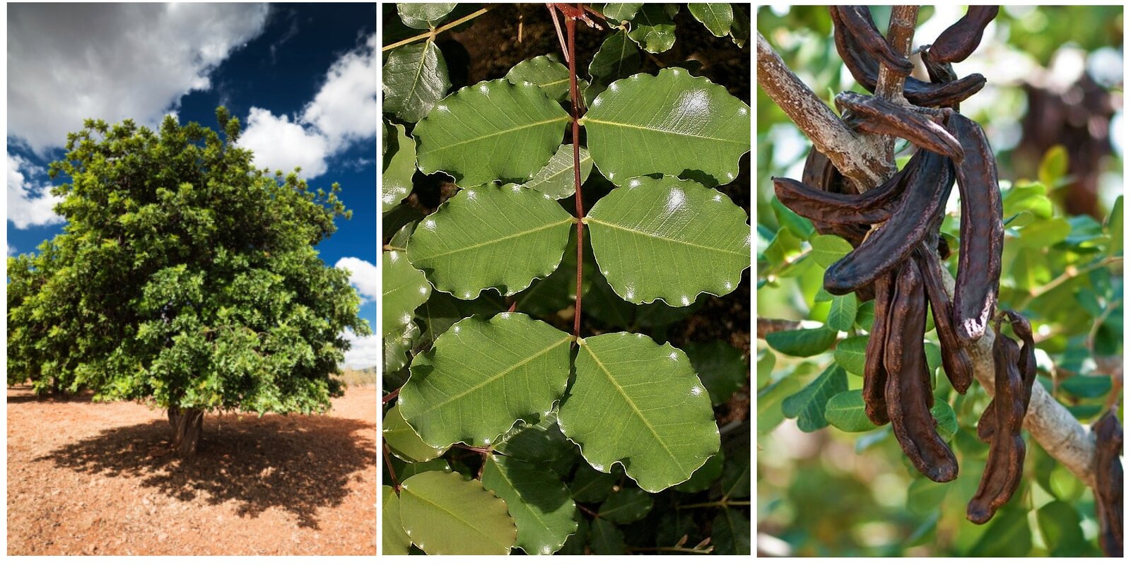 https://simple.wikipedia.org/wiki/Carob