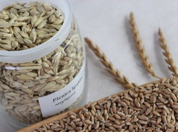 Pšenica špaldová Triticum spelta L.