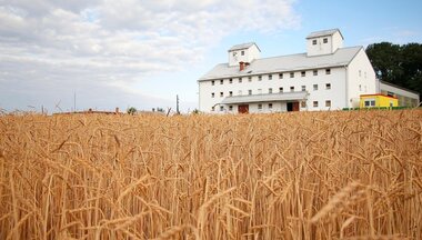 🌾 Špalda po žatve: Čas rozhoduje o kvalite