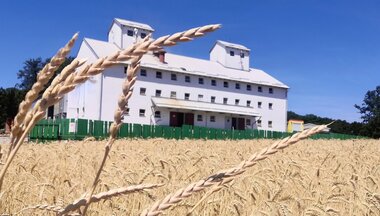 Špalda: starodávna obilnina, ktorá si našla miesto v modernej kuchyni
