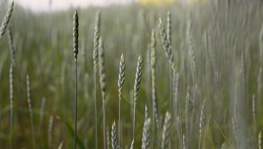 pšenica špaldová