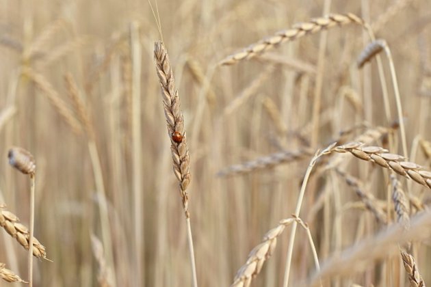 BIOMILA Pšenica špalda