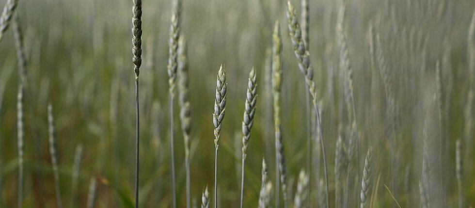 pšenica špaldová
